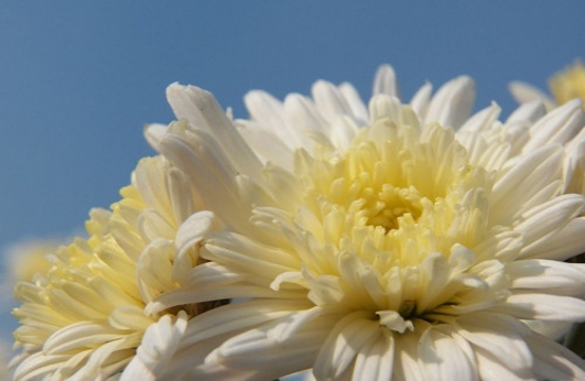 冬季養(yǎng)生-菊花篇